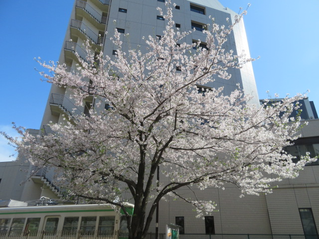 お花見