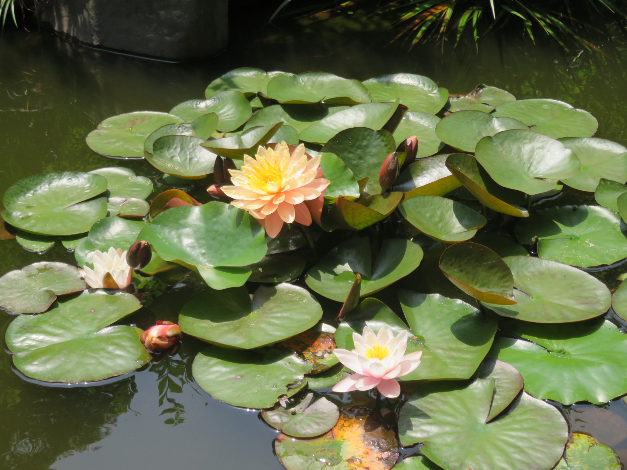 蓮の花が開花