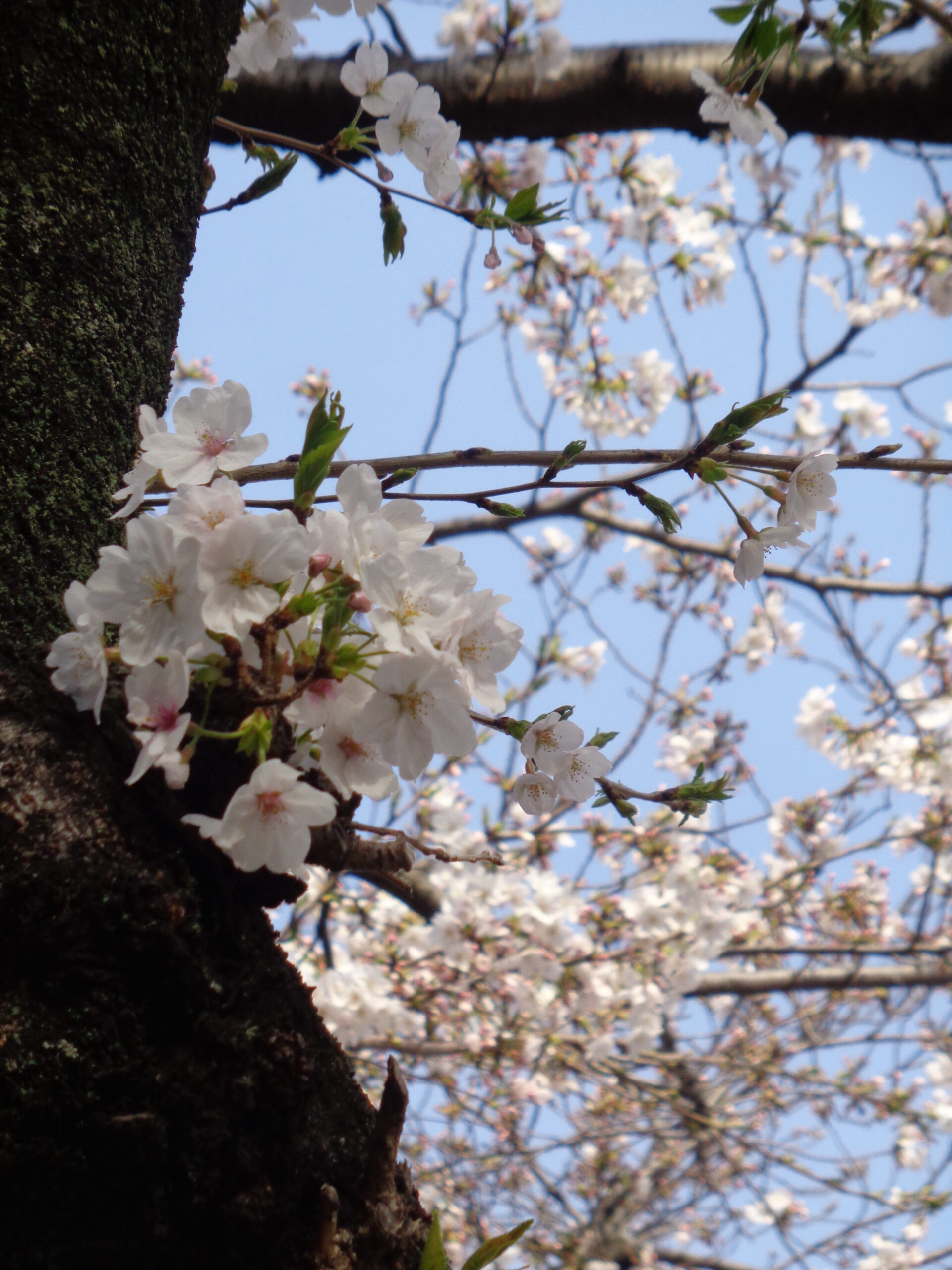 お花見