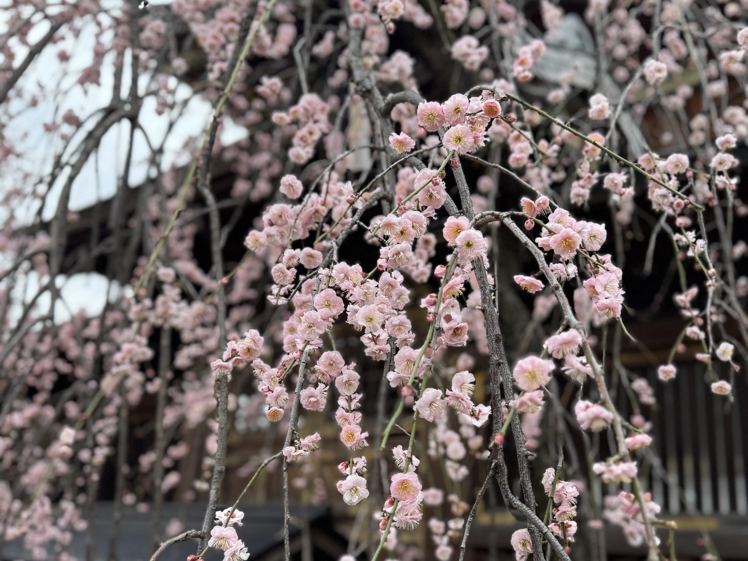 湯島天神 梅まつり
