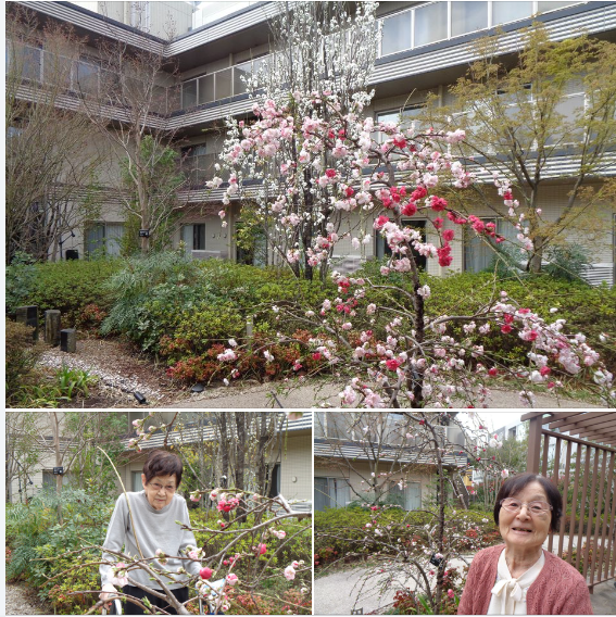 ～　トラストガーデン荻窪　中庭の花　～