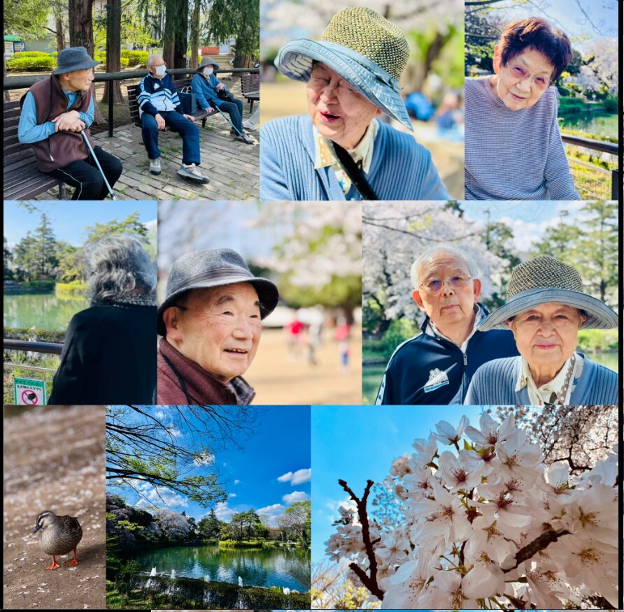 妙正寺公園花見