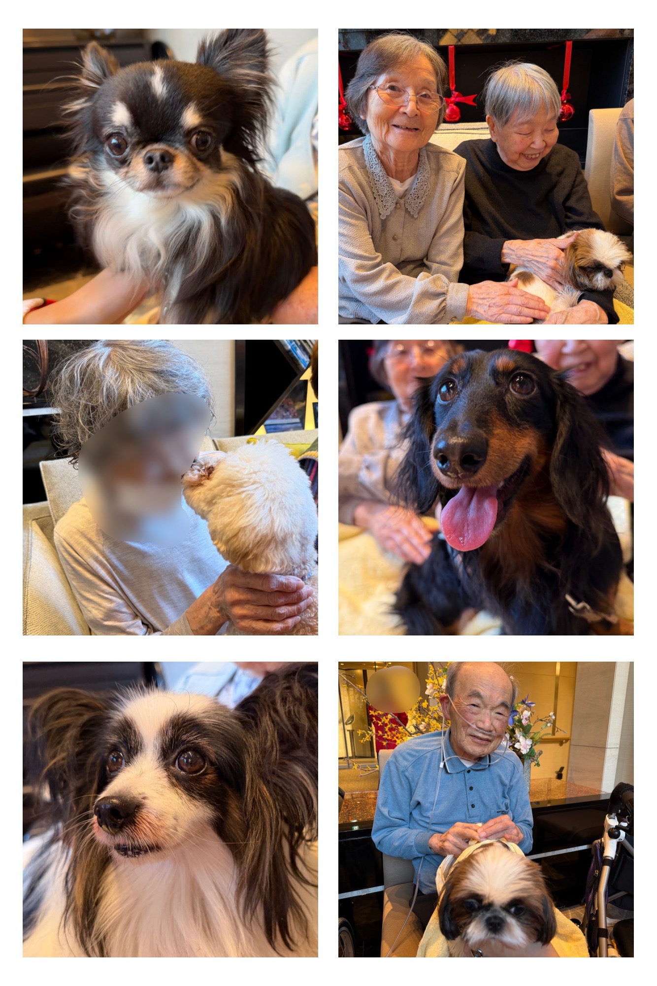 ドッグセラピー