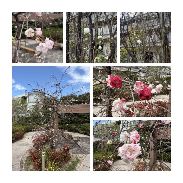 ももの花が咲き始めました