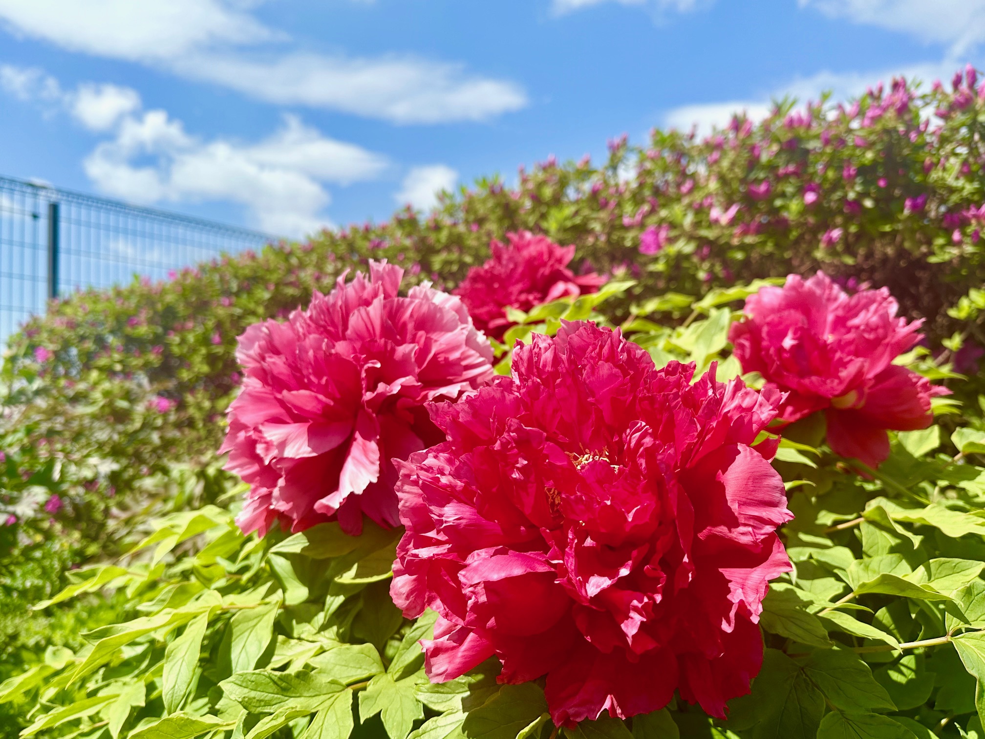 屋上の芍薬