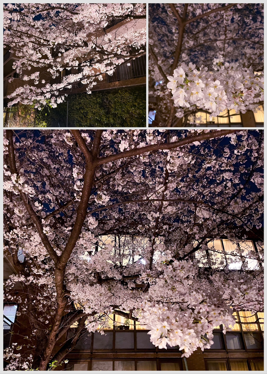 〜夜桜〜