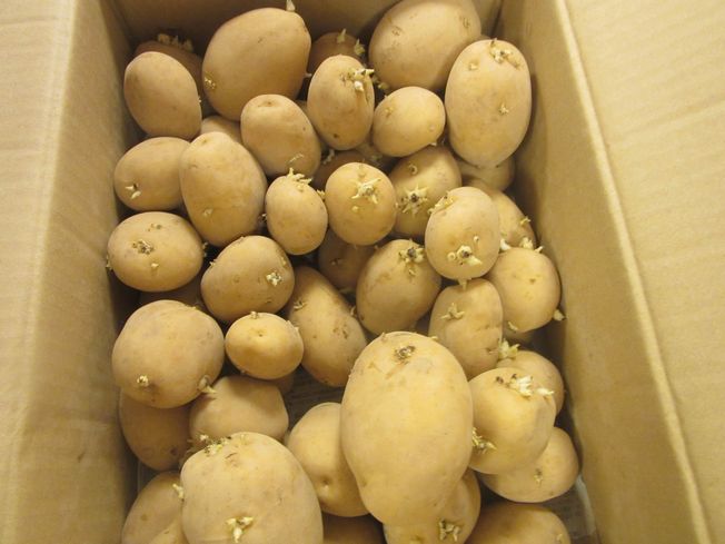 【大宮前園芸部】
