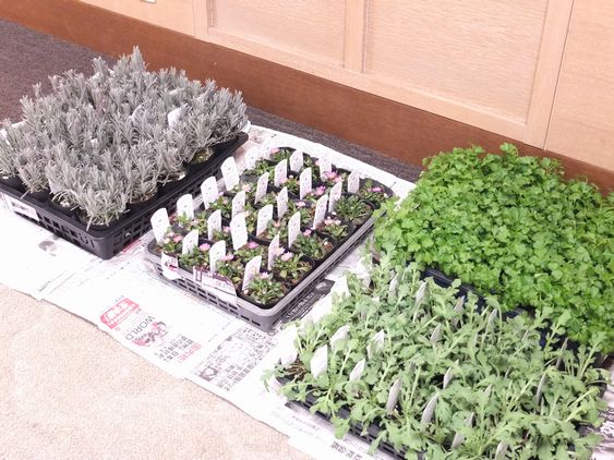 【大宮前園芸部】