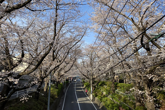 桜坂