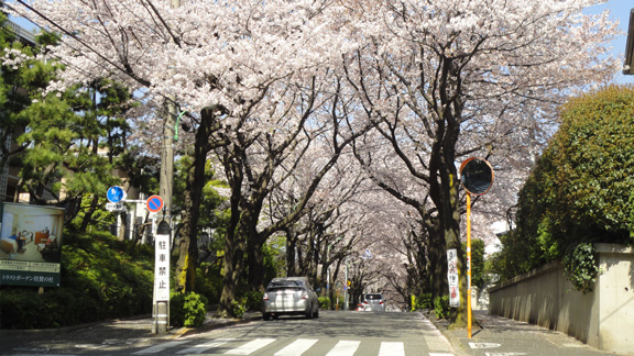 近隣の桜並木