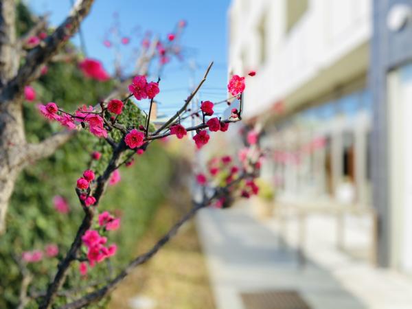 小庭の紅梅