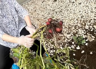じゃがいもの収穫