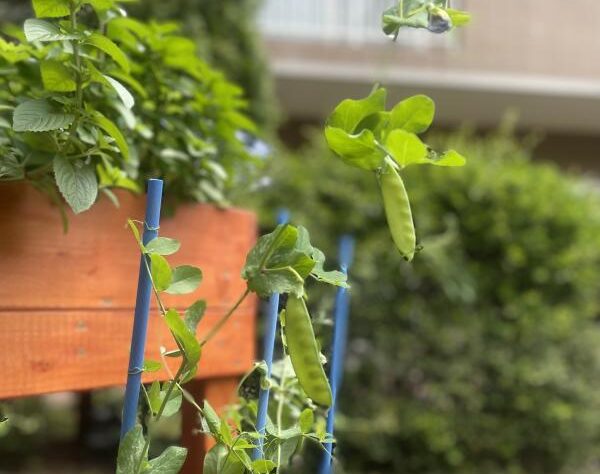 用賀の杜菜園