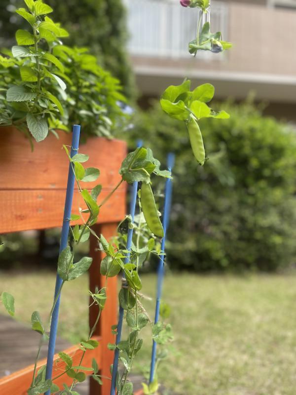 用賀の杜菜園