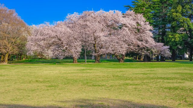 砧公園