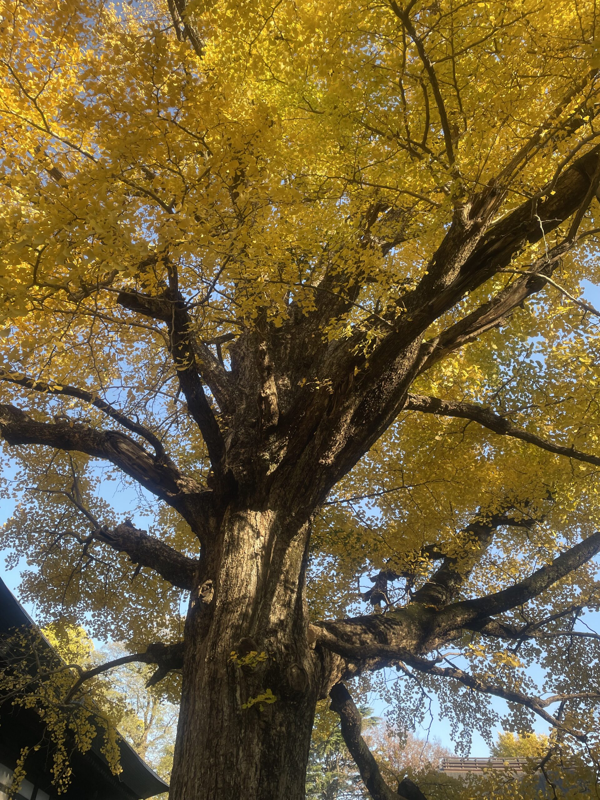 秋の紅葉狩り